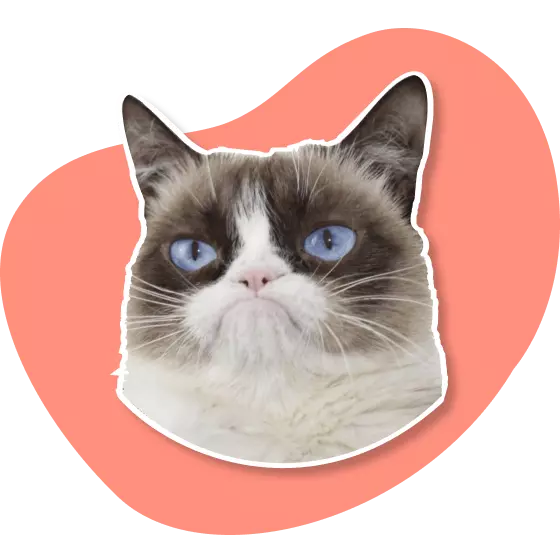 Cat Againts The World.